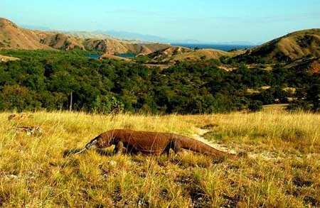 Komodo di Pulau Rinca