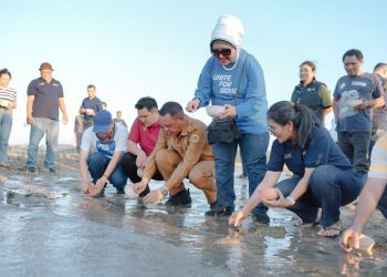 Walikota Kupang Apresiasi Rotary Rastamores Gelar Penanaman Mangrove dan Pelepasan Tukik